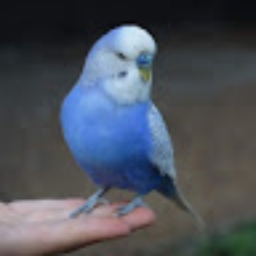 Avatar of user parakeetgod