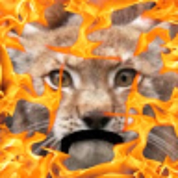 Avatar of user cookedlynx