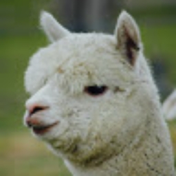 Avatar of user alpaca7000_gmail_com