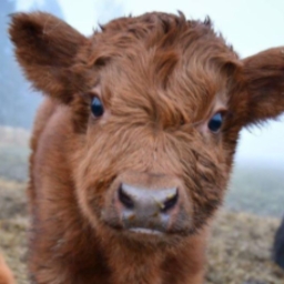 Avatar of user Baby_Cows