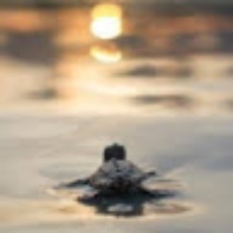 Avatar of user navarro_ga_hannah_gmail_com