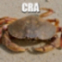 Cover of album Crab entrys by Vizil
