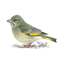 Avatar of user YoungGoldfinch