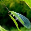 Avatar of user the_green_lacewing