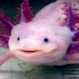 Avatar of user axolotl123