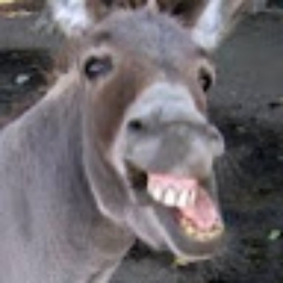 Avatar of user louie2sharks_gmail_com