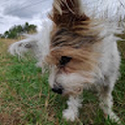 Avatar of user Bpetrov