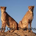 Avatar of user Two_Odd_Cheetahs