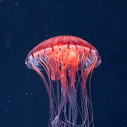 Avatar of user JellyfishManiac