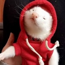 Avatar of user Taoko244