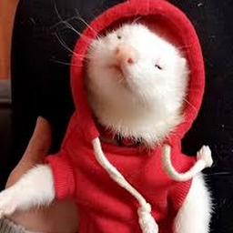 Avatar of user Taoko244