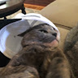 Avatar of user gavinvmcdermott