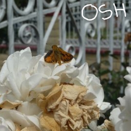 Avatar of user Osh.the.Moth