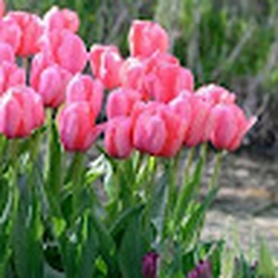 Avatar of user tulip8412_gmail_com