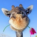 Avatar of user 28jolerich_g_aasd_wednet_edu