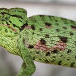 Avatar of user chunka28