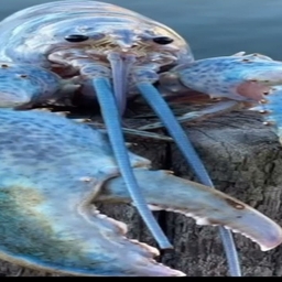 Avatar of user LobterEnjoyer