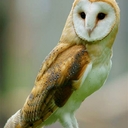 Avatar of user OwlGirl120