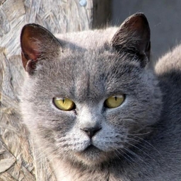 Avatar of user jarema800