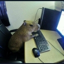 Avatar of user capybara rap