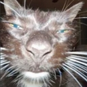 Avatar of user Cope