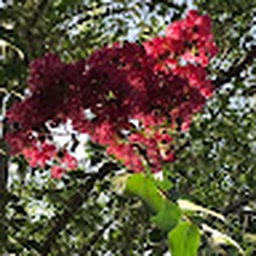 Avatar of user czav06ala09_gmail_com