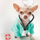 Avatar of user Dogtor