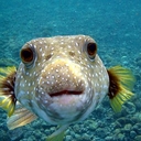 Avatar of user PufferfishIsReal