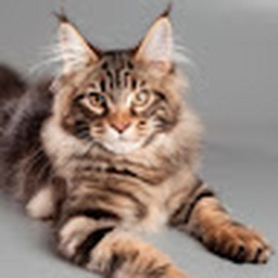 Avatar of user austin_bodill2006_gmail_com