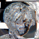 Avatar of user Dxstry | Ctpxslly