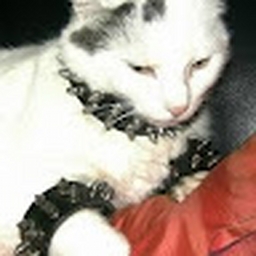 Avatar of user catlover909