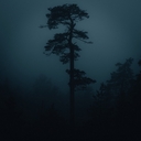Cover of album Dark Forest by peacenature