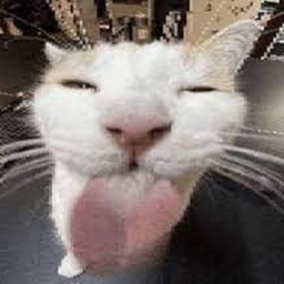 Avatar of user sillykitty