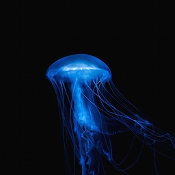 Avatar of user Jellyfish