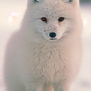 Avatar of user Artic fox