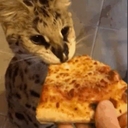 Avatar of user HuskyPlaysMUSIC