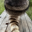 Avatar of user Racoon_tail_hat
