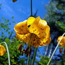 Avatar of user Joioo