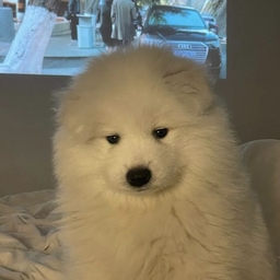 Avatar of user TiredPanda