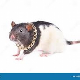 Avatar of user TheIcedRats