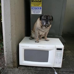 Avatar of user MicrowavablePugs