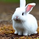 Avatar of user bunnyfi