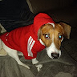 Avatar of user MichielDecaestecker01