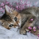 Avatar of user KittenLove