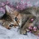 Avatar of user KittenLove