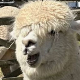 Avatar of user dignifiedalpaca