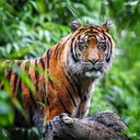 Avatar of user panthera tigris sumatrae