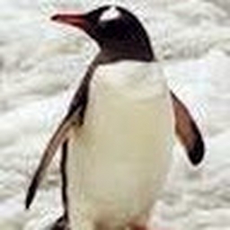 Avatar of user JackThePenguin