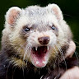 Avatar of user psycoticfeRRet