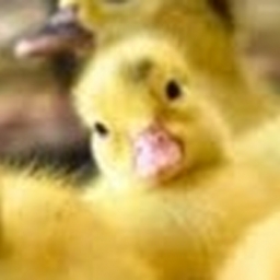 Avatar of user timiti2006